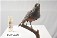 Blue Rock Thrush Collection Image, Figure 8, Total 16 Figures